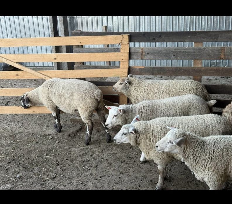 De vanzare oi texel