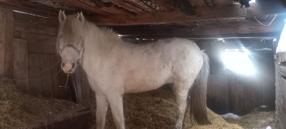 Айғыр сатылады