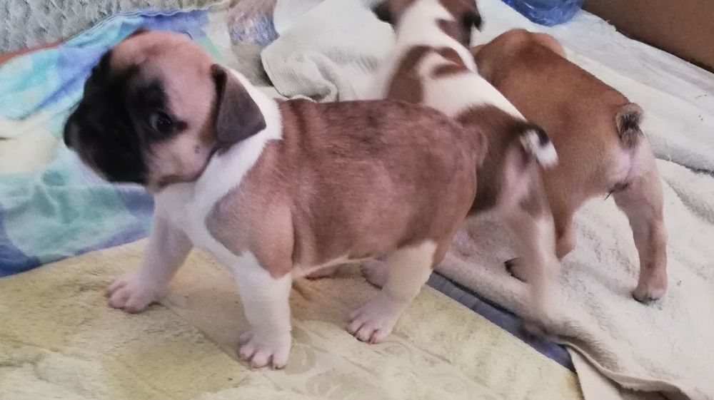Продам щенков французского бульдога