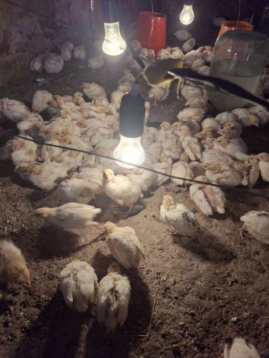 Bedana jojalari sotiladi !!!