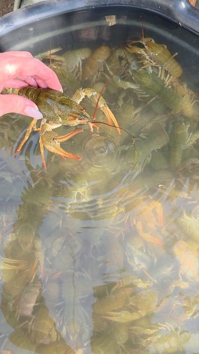 Раки живые и варёные