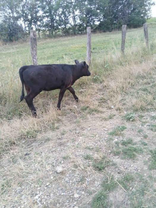 Vitica angus 7 luni