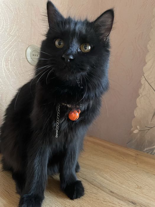 Кошка черная 1,5 года