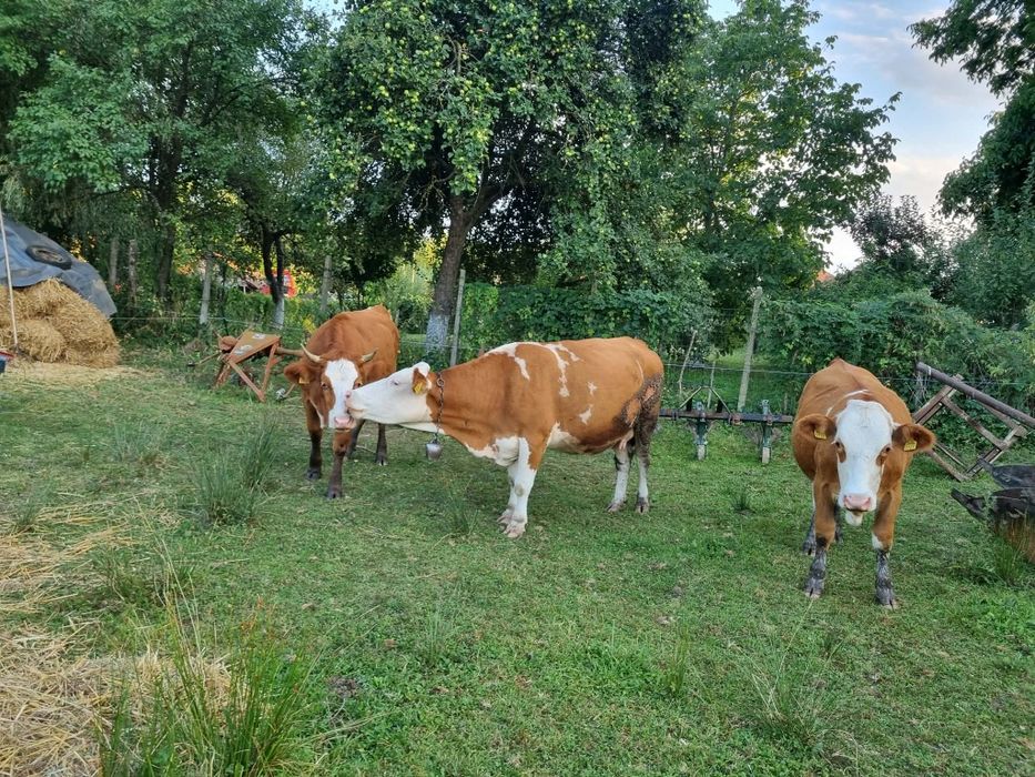 Junincii preț negociabil