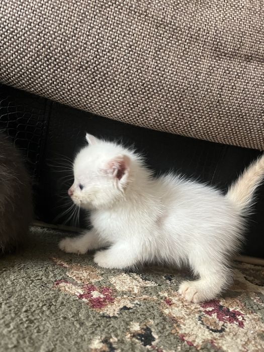 Продам маленьких котят