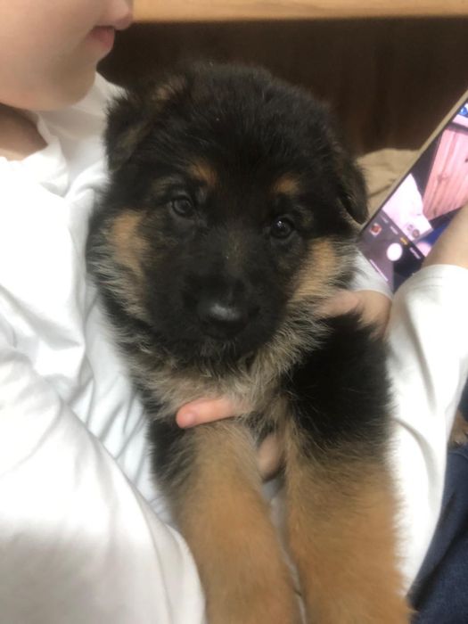 щенки немецкая овчарка