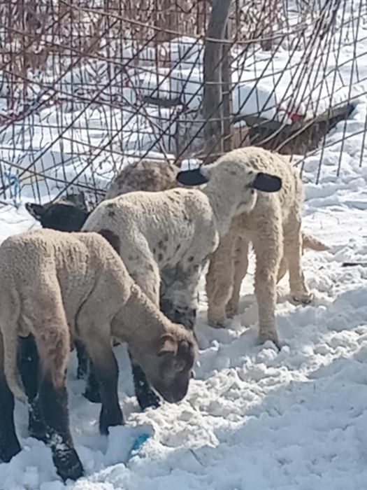 Vand 19 oi si 6 capre