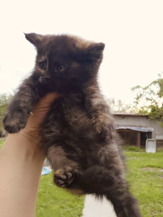 Ищем дом котятам
