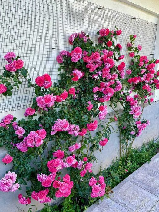 Продается дача срочно! Напишите в телеграм скину видео дачи.