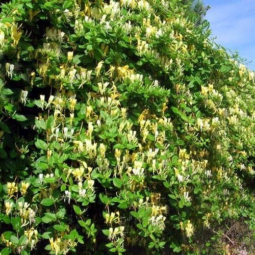 Caprifoi (Mâna Maicii Domnului)