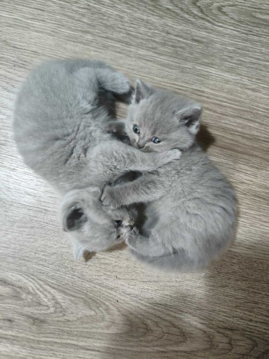 Pui de pisică British shorthair 6 saptamani