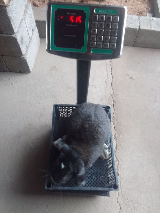 Кролик Коян еркек