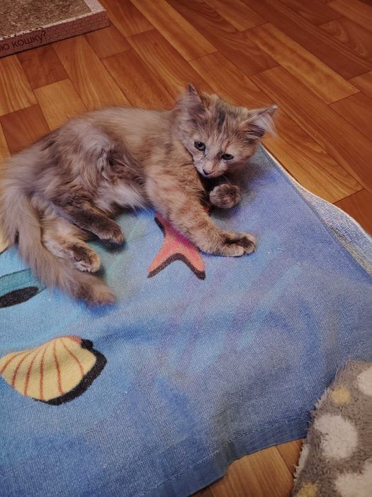 Отдам котёнка в ответственные руки