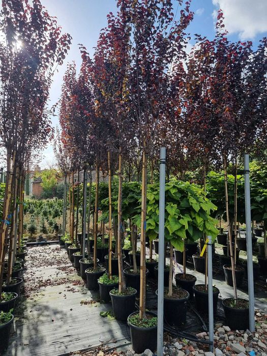 Vand Prunus rosu pisardi angro