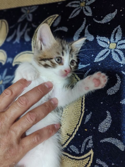 Домашний Котят, раздаю бесплатно