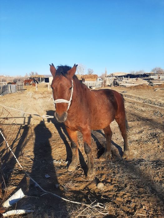 Айғыр 7 жасар сатылады