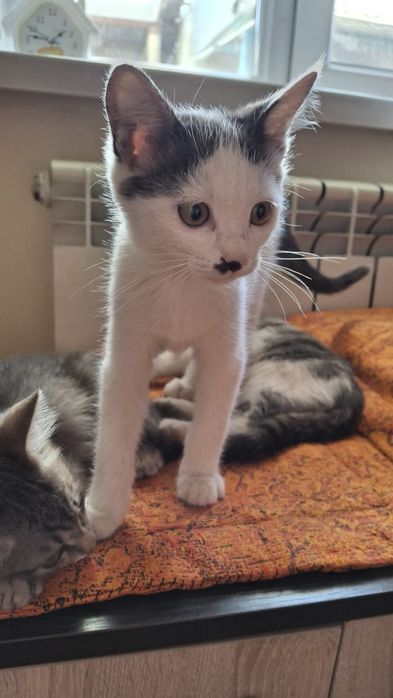 Котята  отдам $$