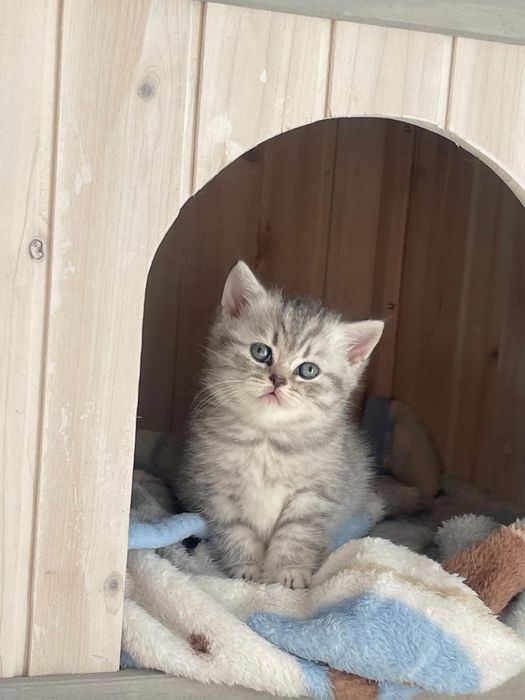 British shorthair chinchilla pedigree tip A