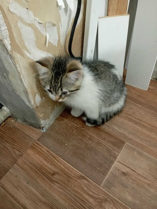 Отдам котят добрые руки