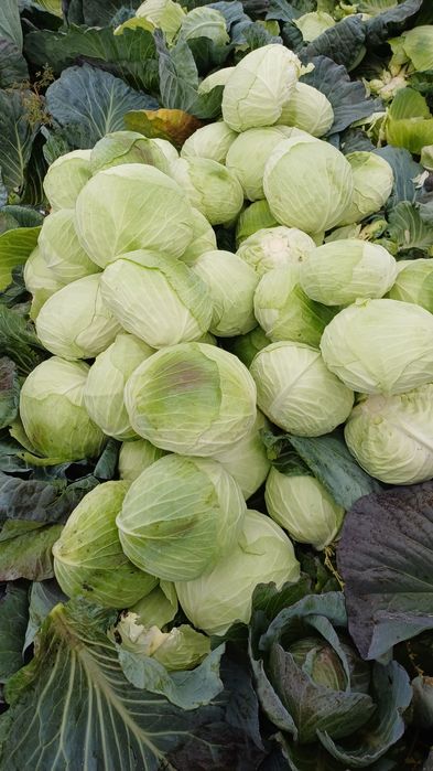 Vând varză beverly hills tai la comandă cartofi de consum