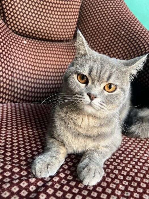 British mushuk sotiladi 9oylik qiz bola narxini kelishamiz