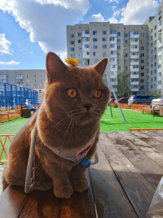 Отдам кошек даром: черный кот, и пепельная британка