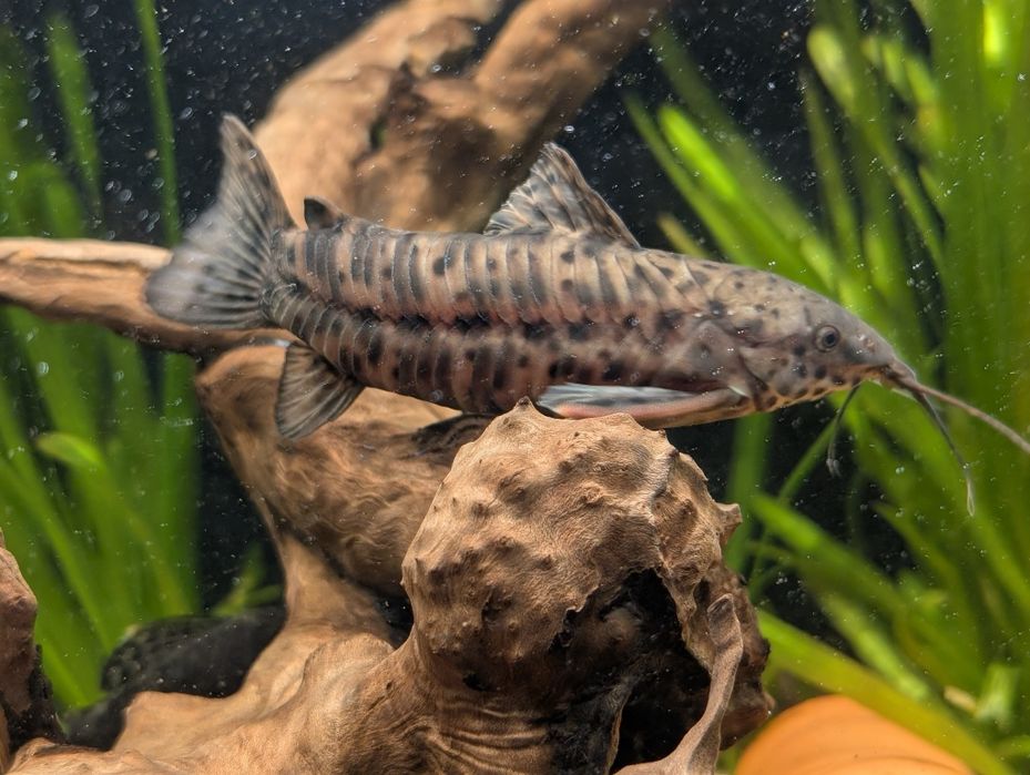 Продам аквариумную рыбу