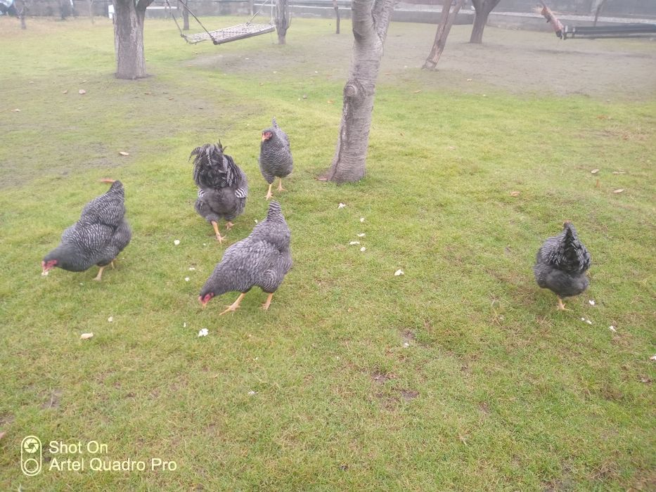 Parranda Plomotrok zotli