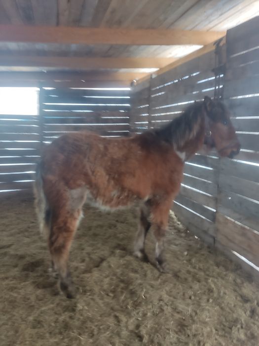 Продам жеребят две головы