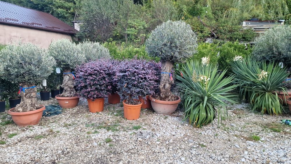 Catalpa bungei nana dimensiuni mari