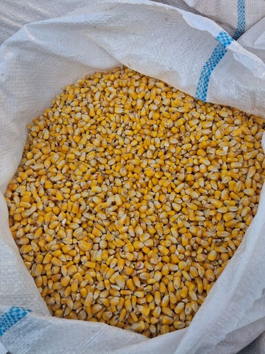 Vând porumb 1,2 lei kg
