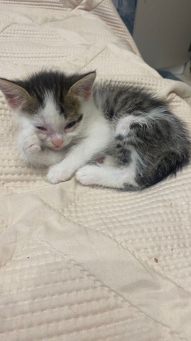 отдам в хорошие руки