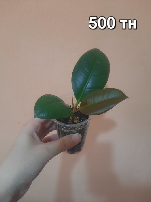 Продам комнатные цветы