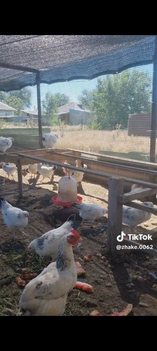 Куры  продам петух
