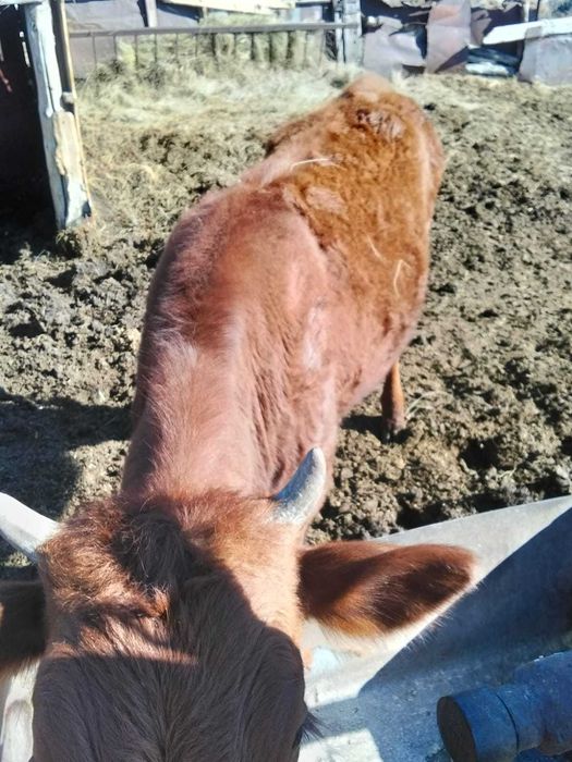 продам телку 11 месяцев