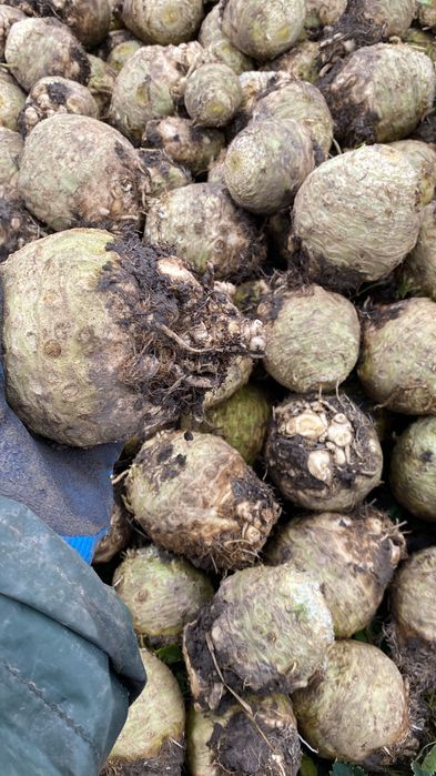 Țelină de vânzare de căpățână