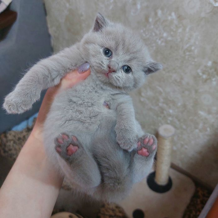 Котята шатландской пароды лиловый окрас открыта бронирование