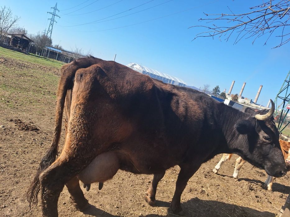 Vaci de lapte de vanzare