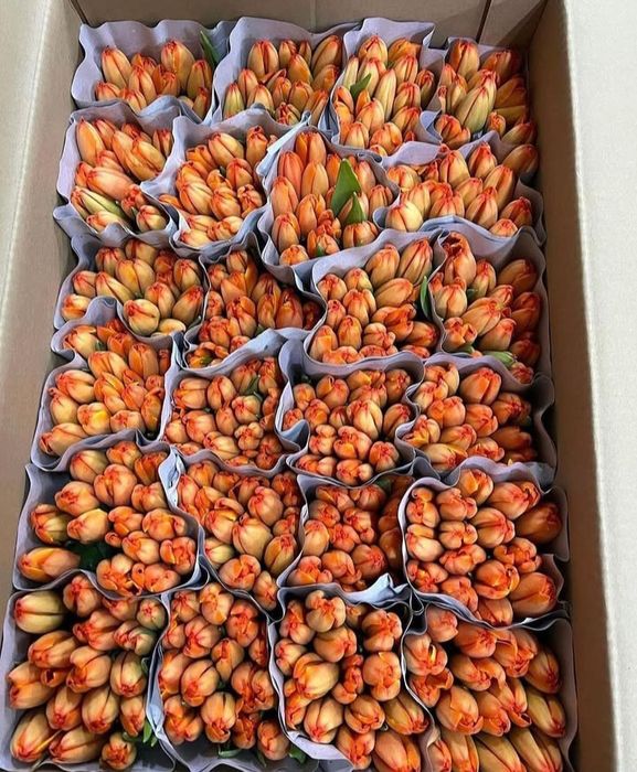 Тюльпаны Белоруссия,Голландия