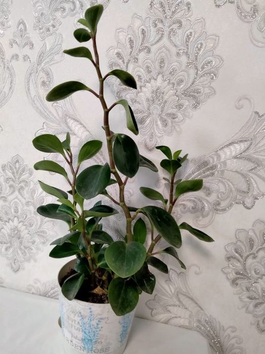 Комнатный растения