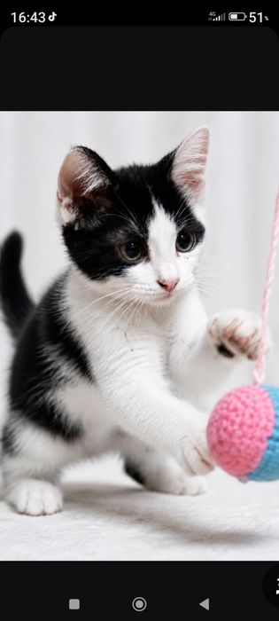 Отдам котенка в хорошие руки