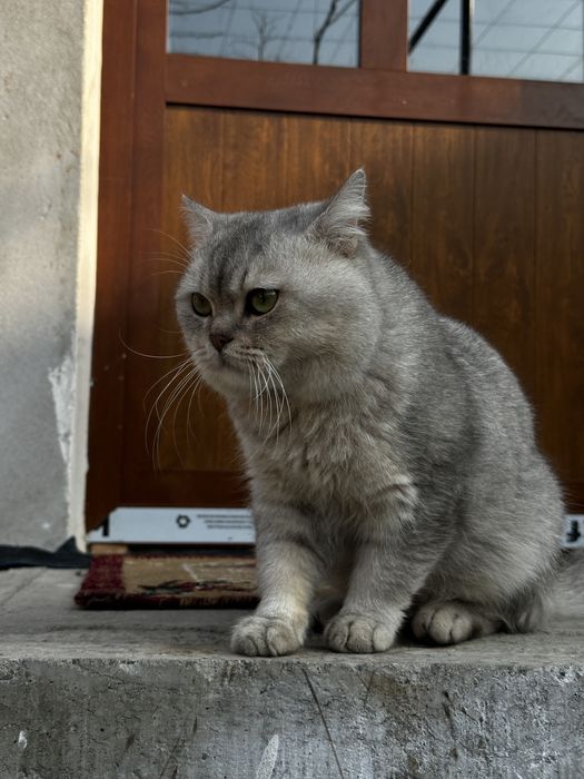 Aslzoda kumushrang Britan mushugi sotiladi!