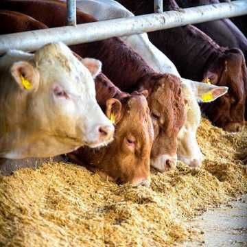 Жидкий кормовой концентрат для КРС.