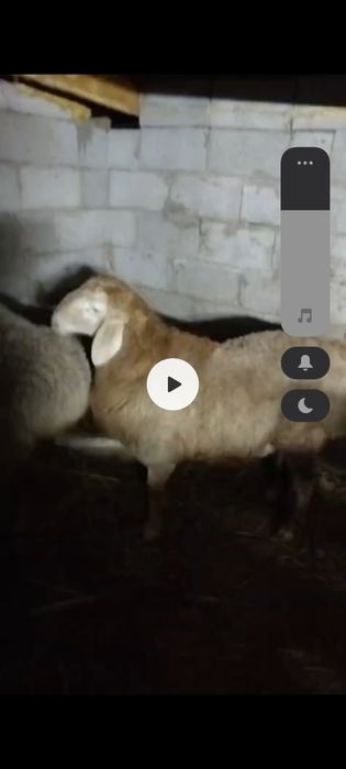 Арашан 5 месяцев