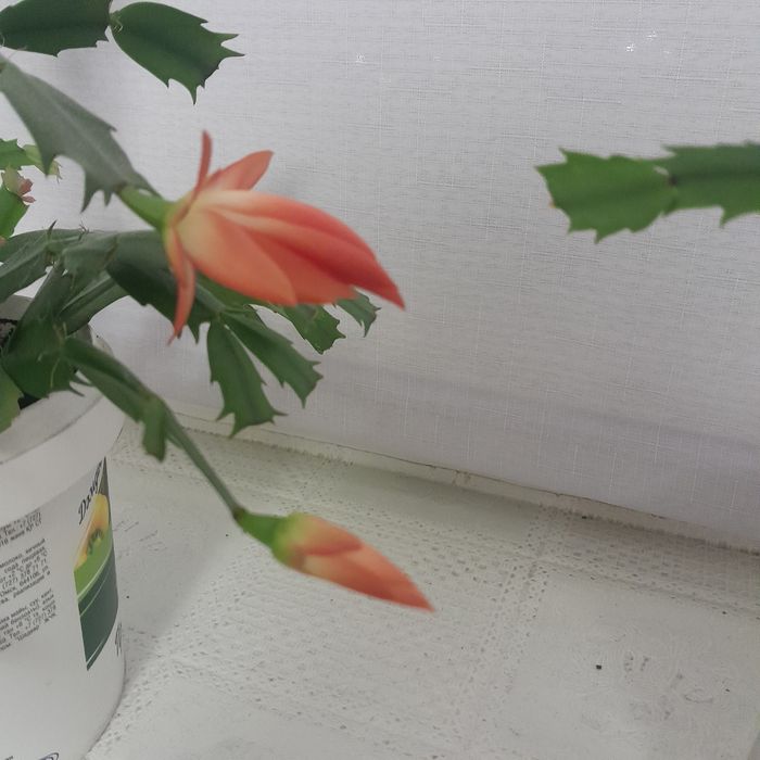 Декабрист красный