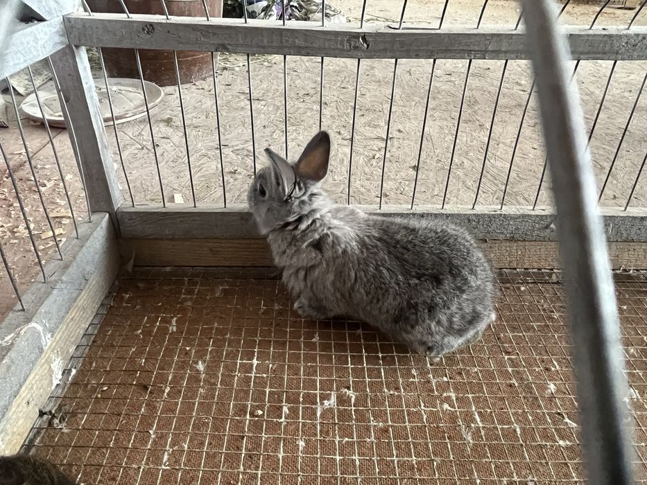 Декор крольчата