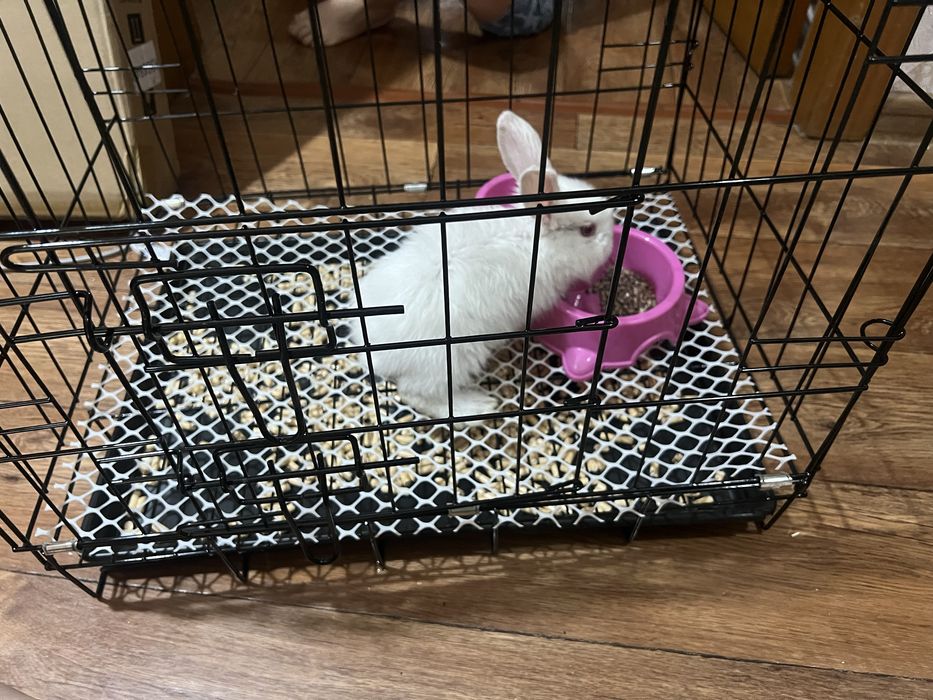 Продается кролик с клеткой
