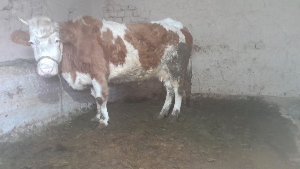 Бордақылау тұрған сиыр