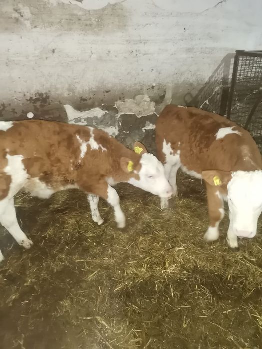 De vânzare 2 vitele baltate românești