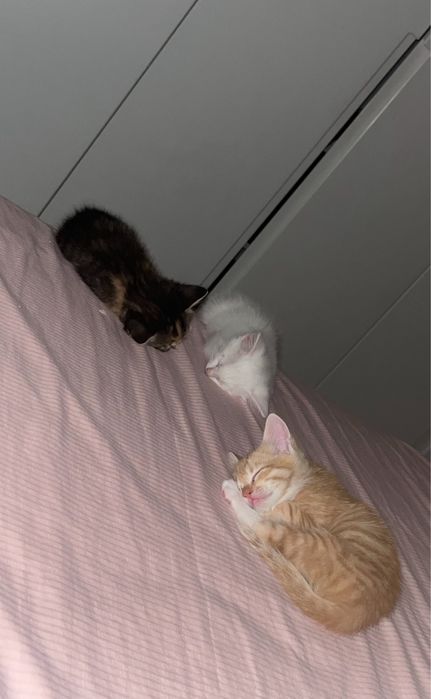 Котята    1,5 ай